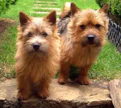Norwich Terrier kleine agile Hunde mit groem Energiebedarf