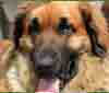 Leonberger - der Lwenhund