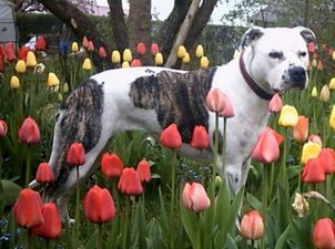 American Staffordshire Terrier im Tulpenmeer