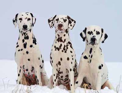 diese Dalmatiner sind erwachsene mittelgroße Hunde