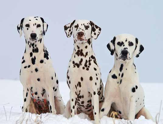 3 Hunde im Schnee, Dalmatiner