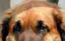 Leonberger, Augen und Ohrenansatz