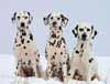 Hunde, 3 Dalmatiner im Schnee