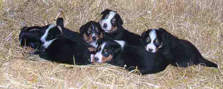 Berner Sennenhund Babys